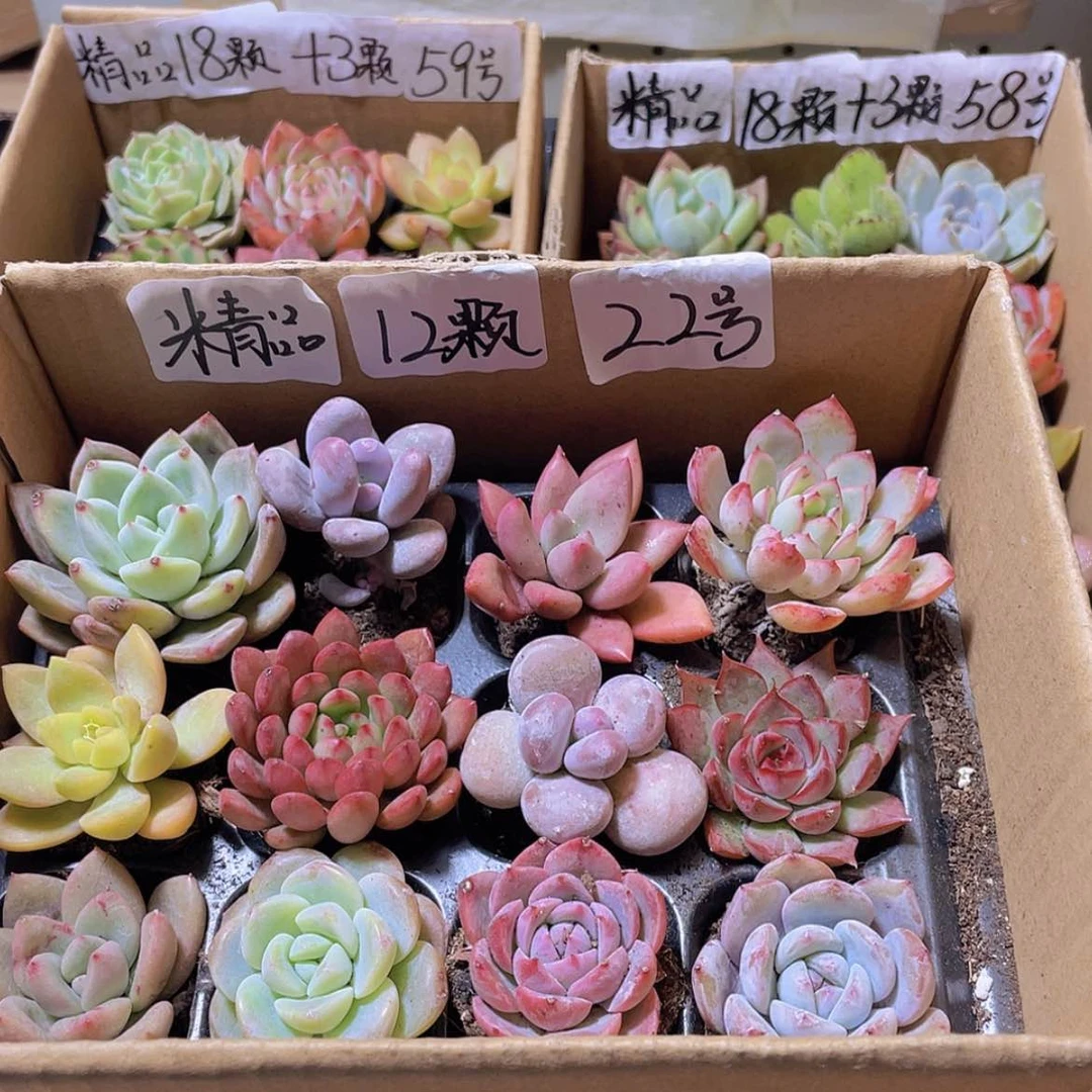 【闪购商品】【量拍】12颗-22