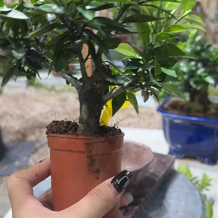 福***行直播间八房柑一物一拍