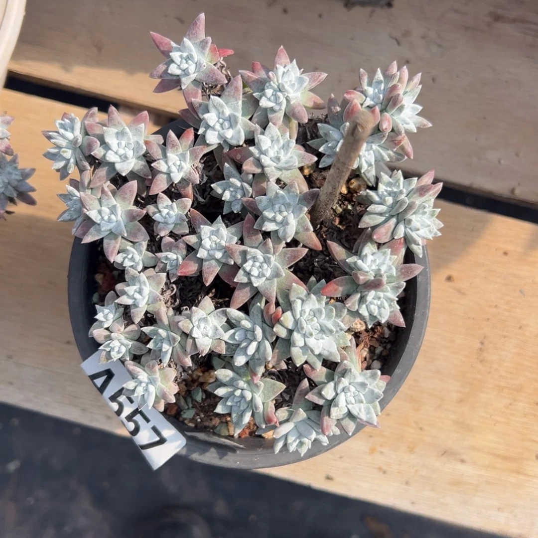 星星脸白菊……一物一拍557