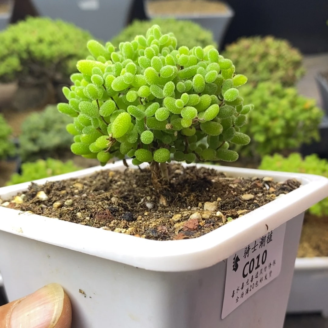 010蜜橘糖球枝干