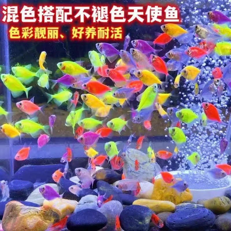 糖果天使鱼 小型热带观赏鱼颜色丰富群游好养适合新手