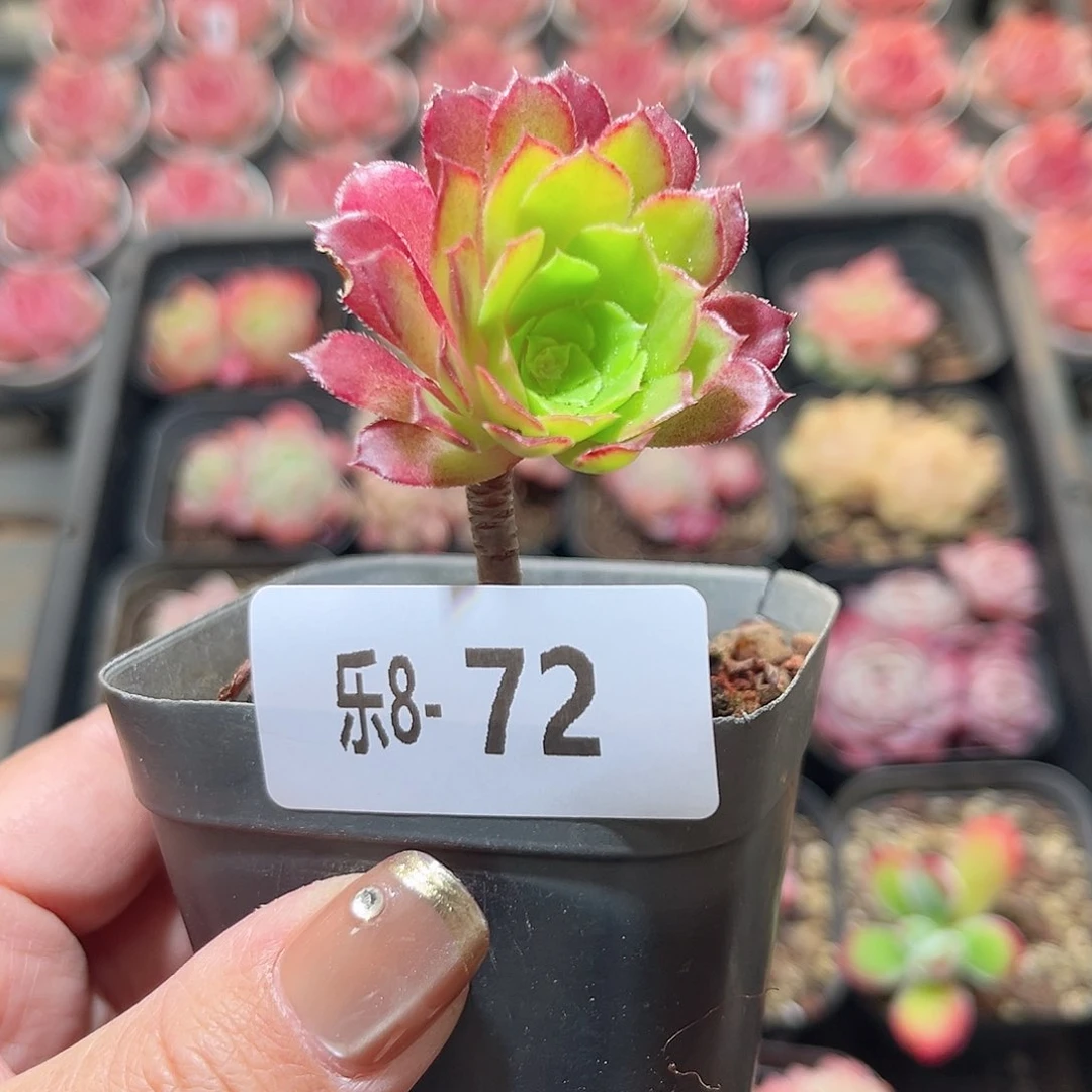 乐8-72 法师单头