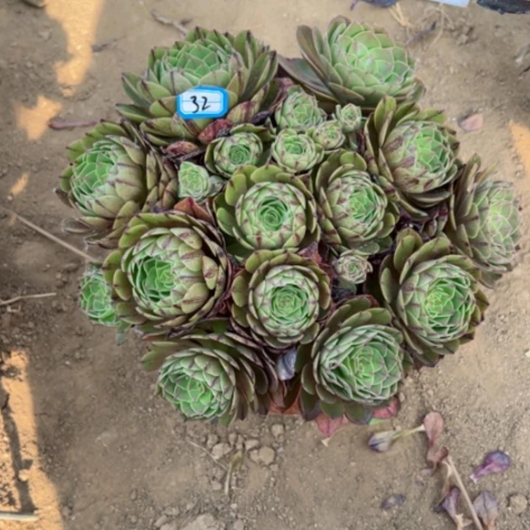 【闪购商品】多肉植物万拉丝32