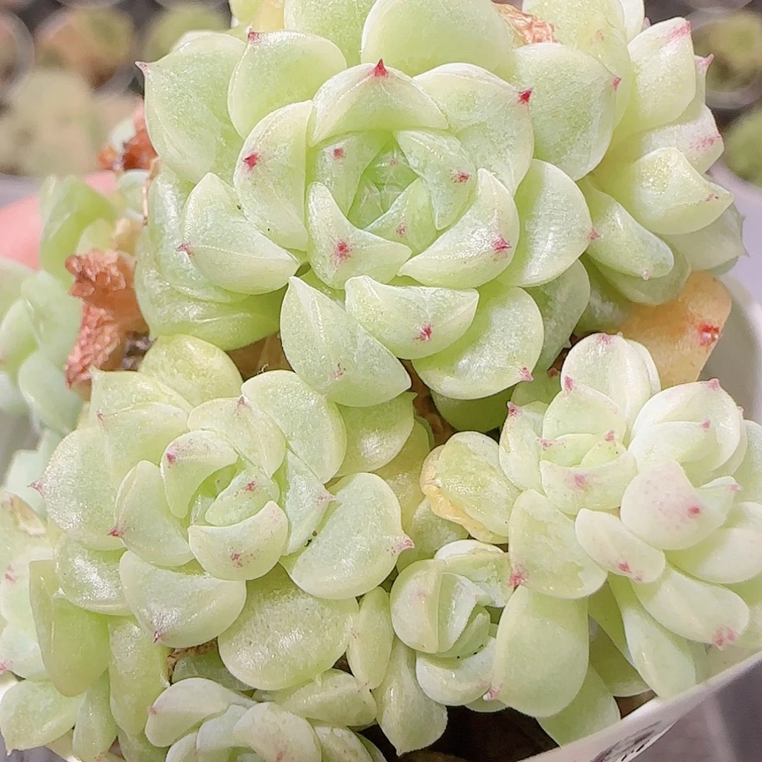 花语逸镜1122-266散