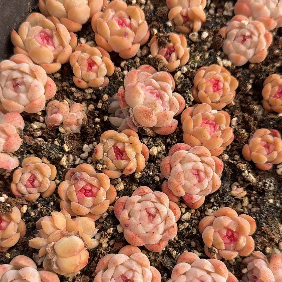 玫红色糖心正方形多肉切糕（量拍）