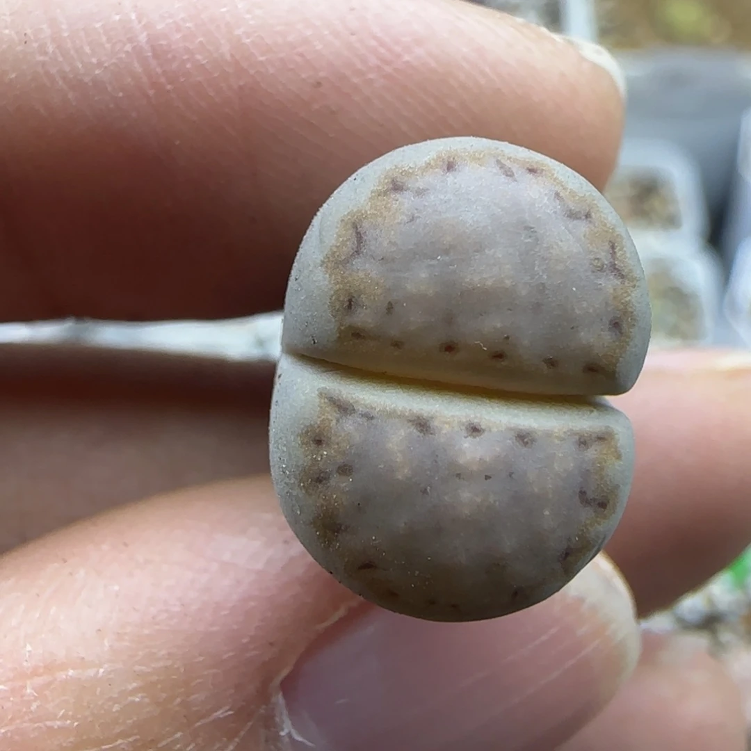 754饼干清框福利30包邮