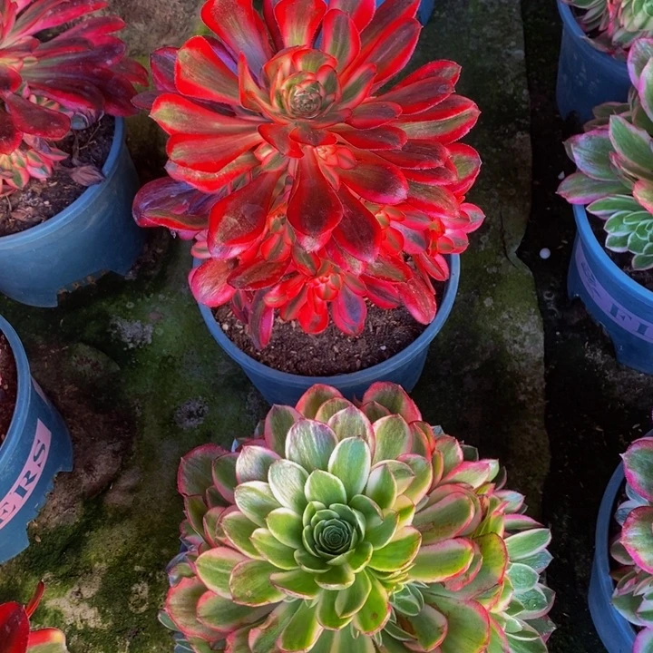 海王加香奈儿一组多肉植物