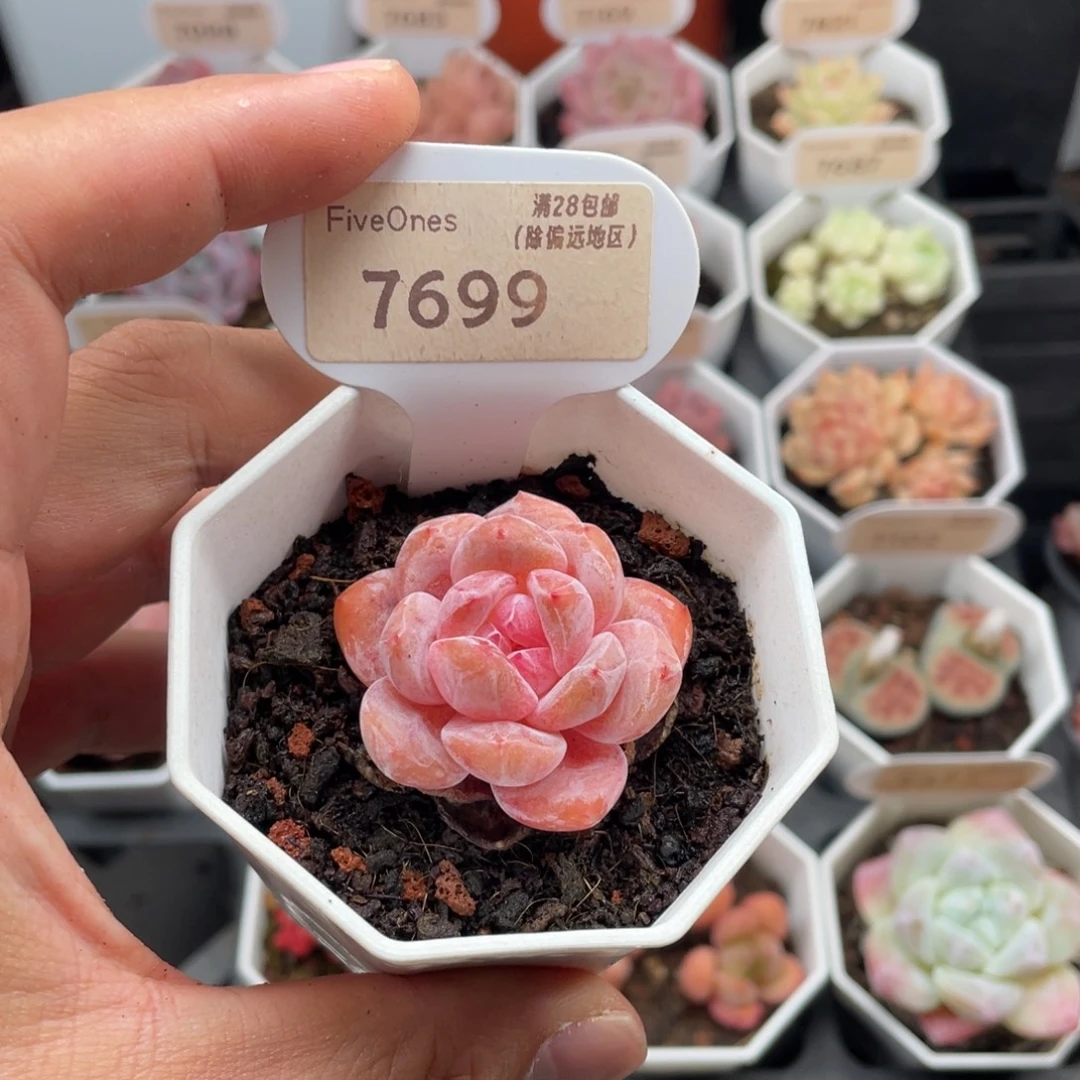 墨***子冰橙7699-4.0厘米