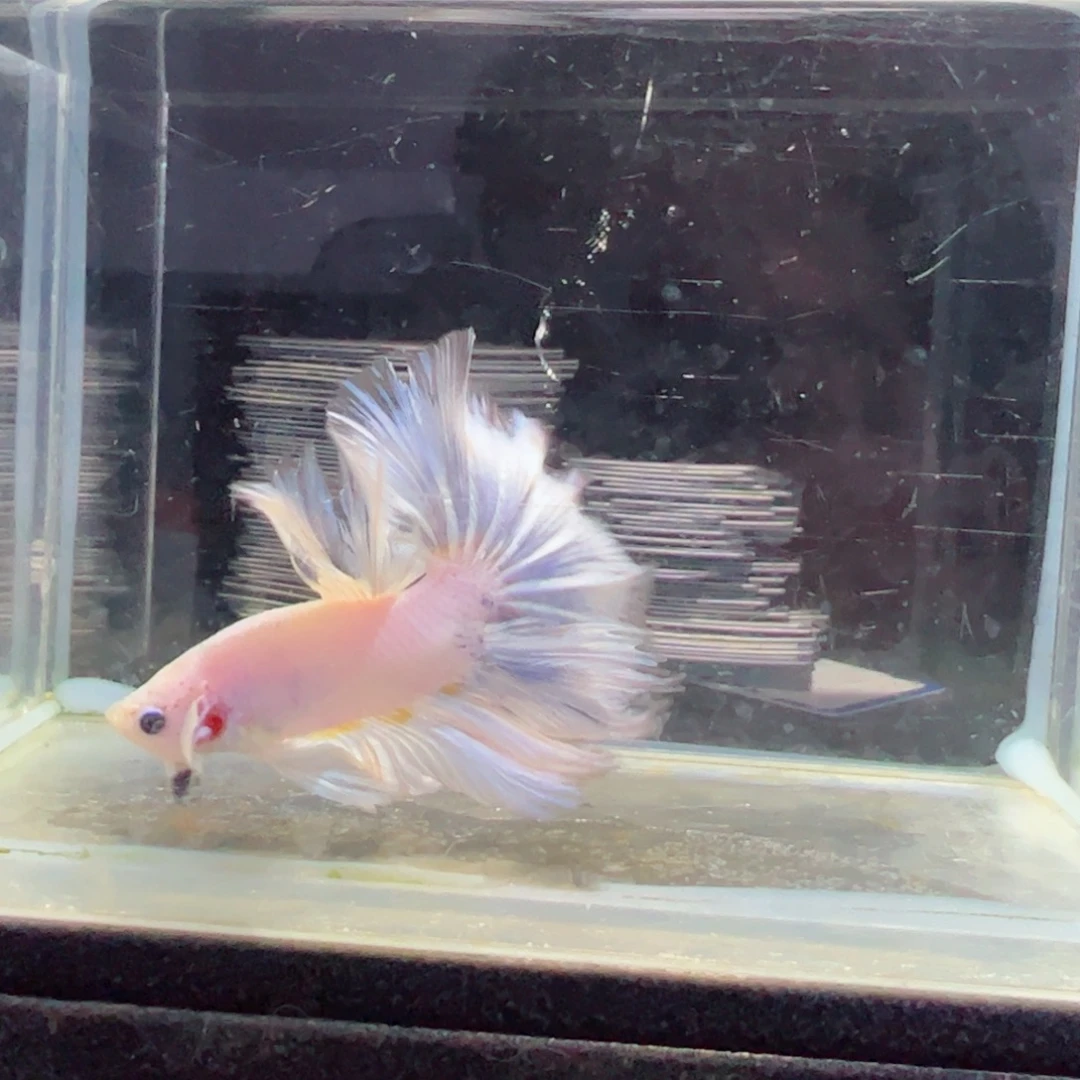 斗鱼浅色仙仙裙特殊尾