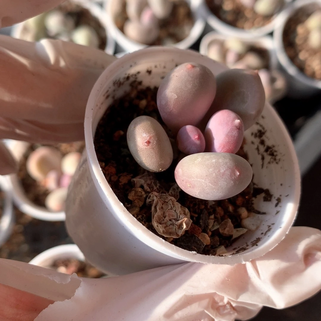 M****d彩虹奶酪多肉彩虹