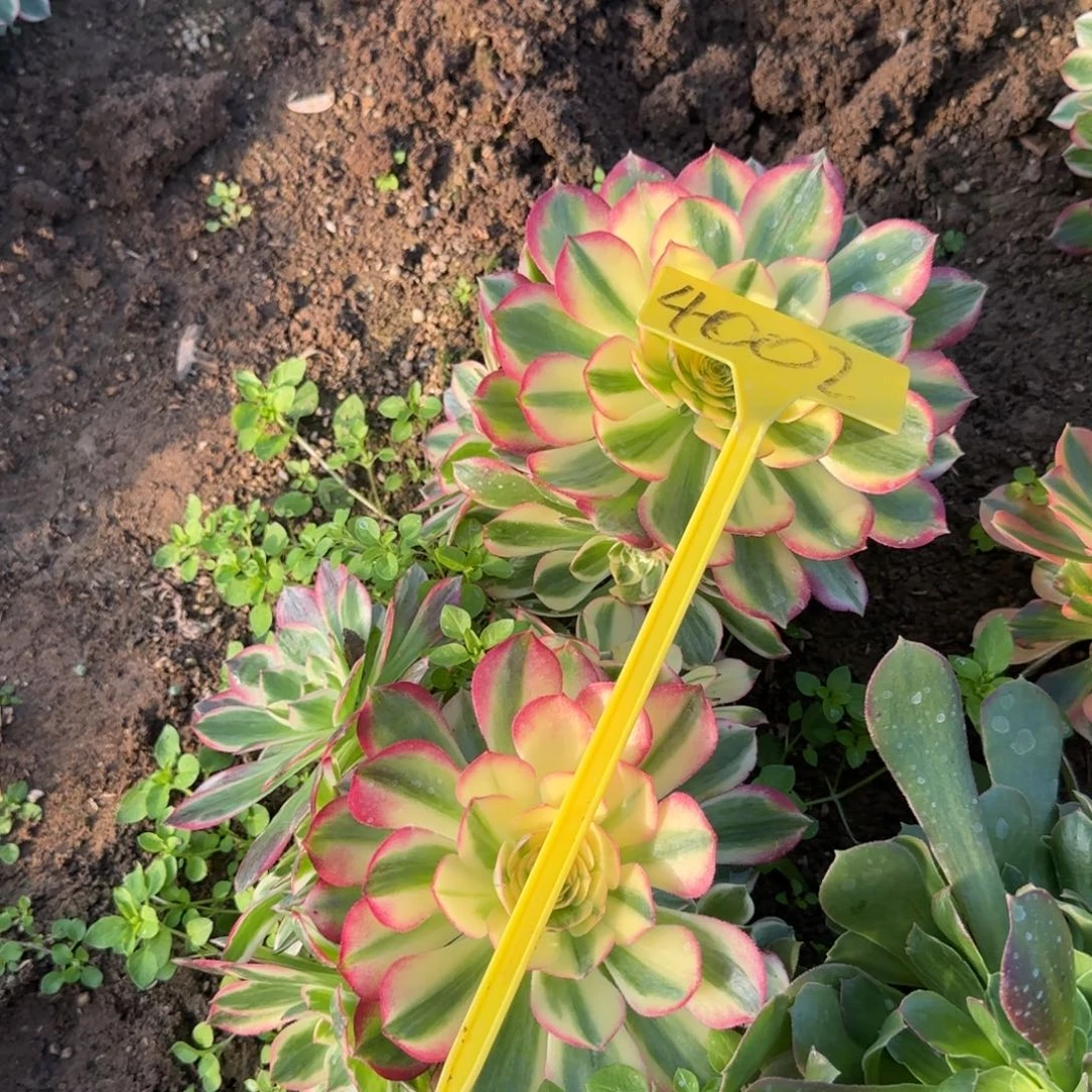 顺***金4002--+海王多肉不售后服务