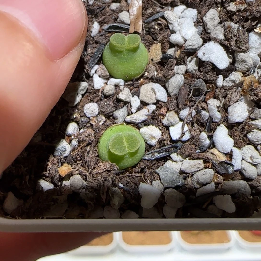 用****3肉锥多肉植物百科-1710