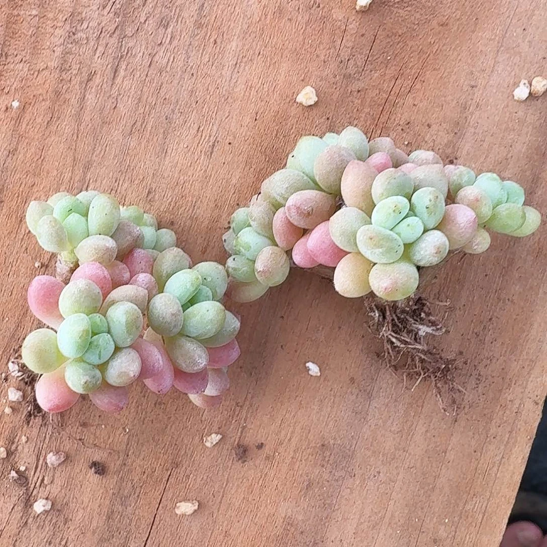 一**见鱼子酱两颗专拍多肉