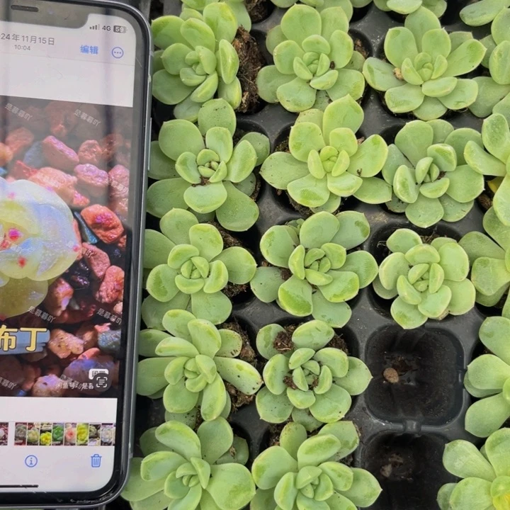 可爱草莓布丁，满9.9包邮