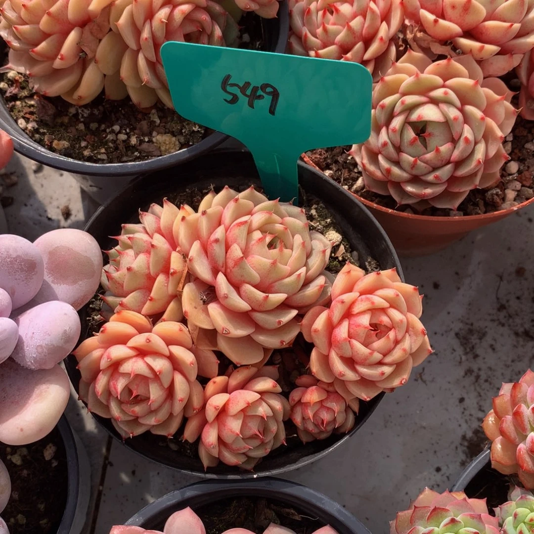 小***天笨巴ywywueueueuueeu