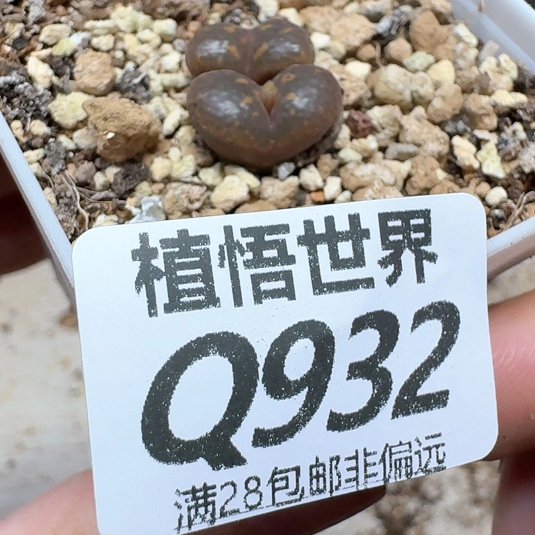 多肉植物的人生是df