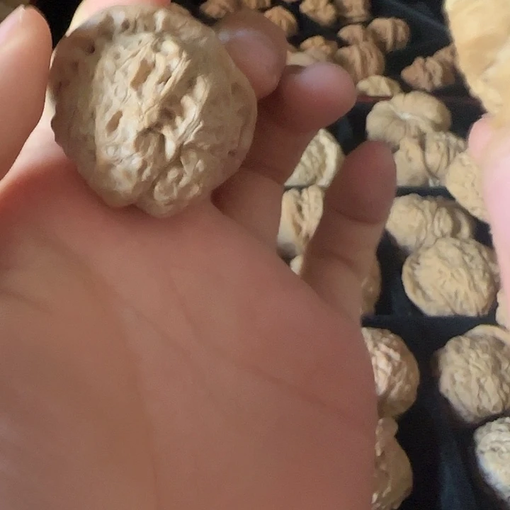 酒***的龙脊菩提吊坠啊啊啊啊啊南瓜5