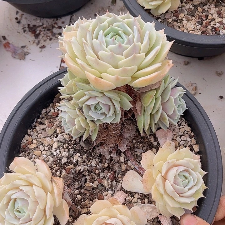 露娜莲不包小损0685多肉植物