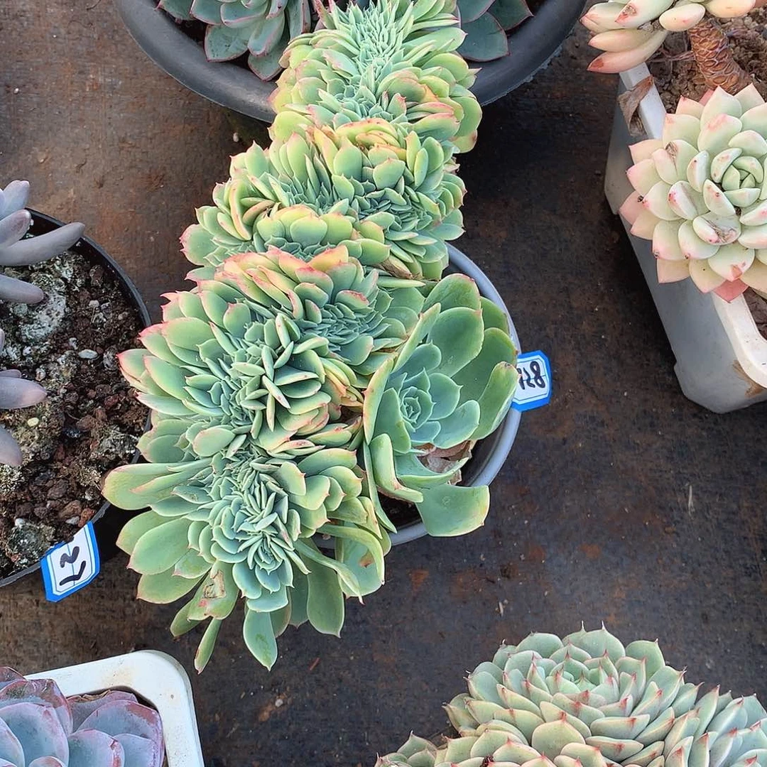 128柠檬玫瑰 一物一拍多肉