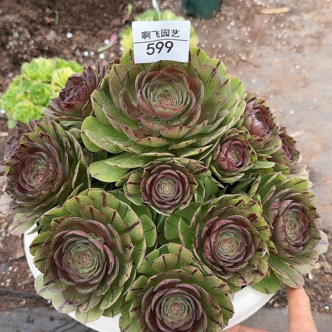 淡****8599多肉 万拉丝捧花