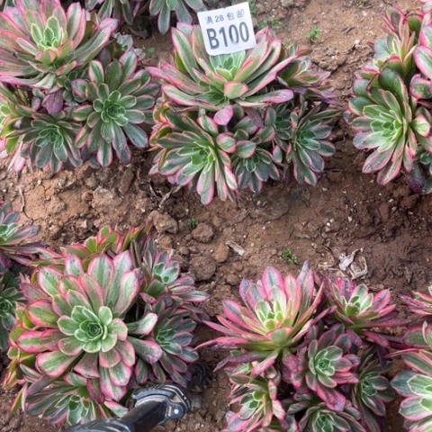 100安娜不包断枝