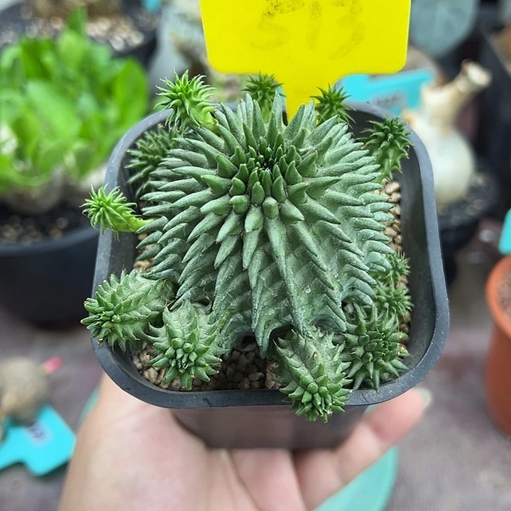实生海胆大戟多肉植物