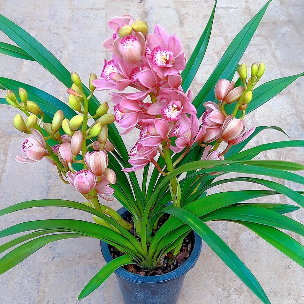 兰花蕙兰浪漫樱花粉色年宵花带花剑花苞清香型好养活绿植盆栽