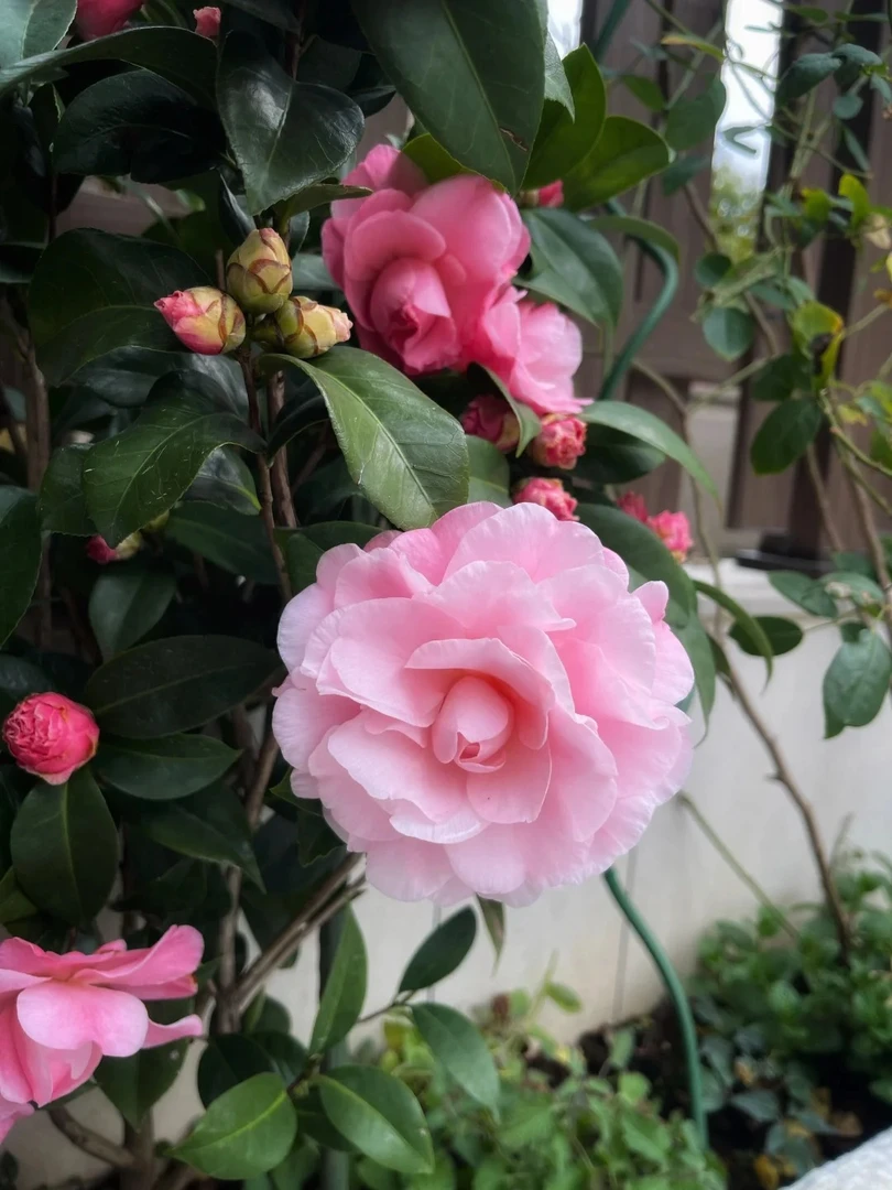 【美人艳】美人艳带花苞山茶花稀有品种耐寒室内室外绿植盆栽