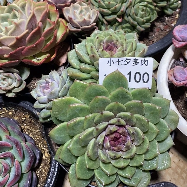 小七夕多肉紫纱100