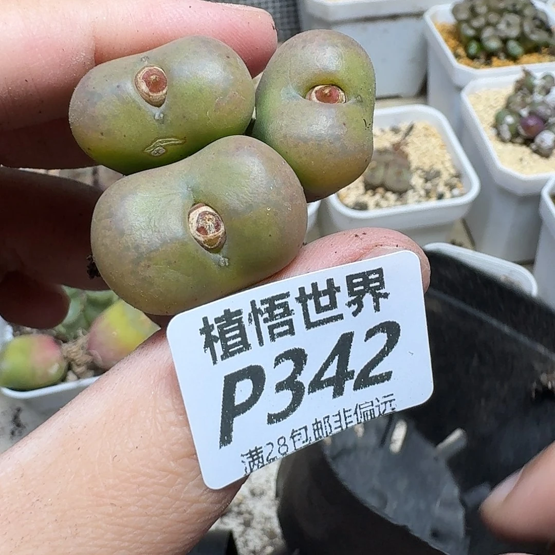 多肉W的人啊动作ghmm