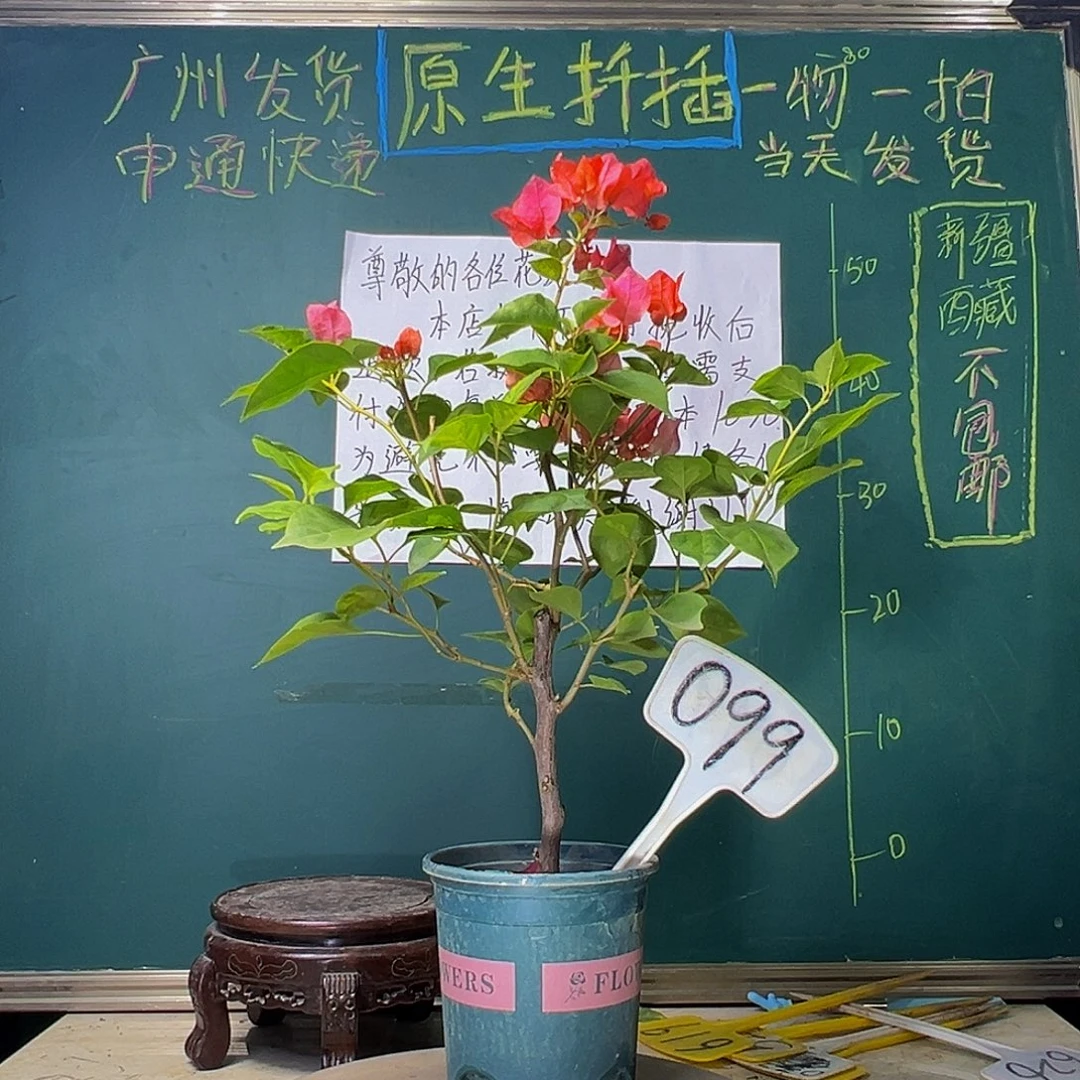 当前无花栽培后可以开花暗斑夕阳红 099