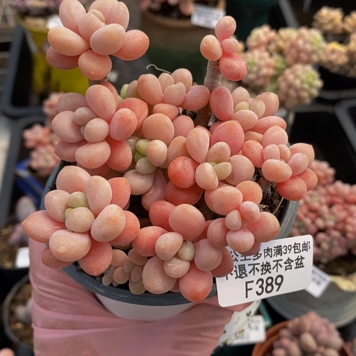 鱼子酱老桩有砍9cm389多肉植物