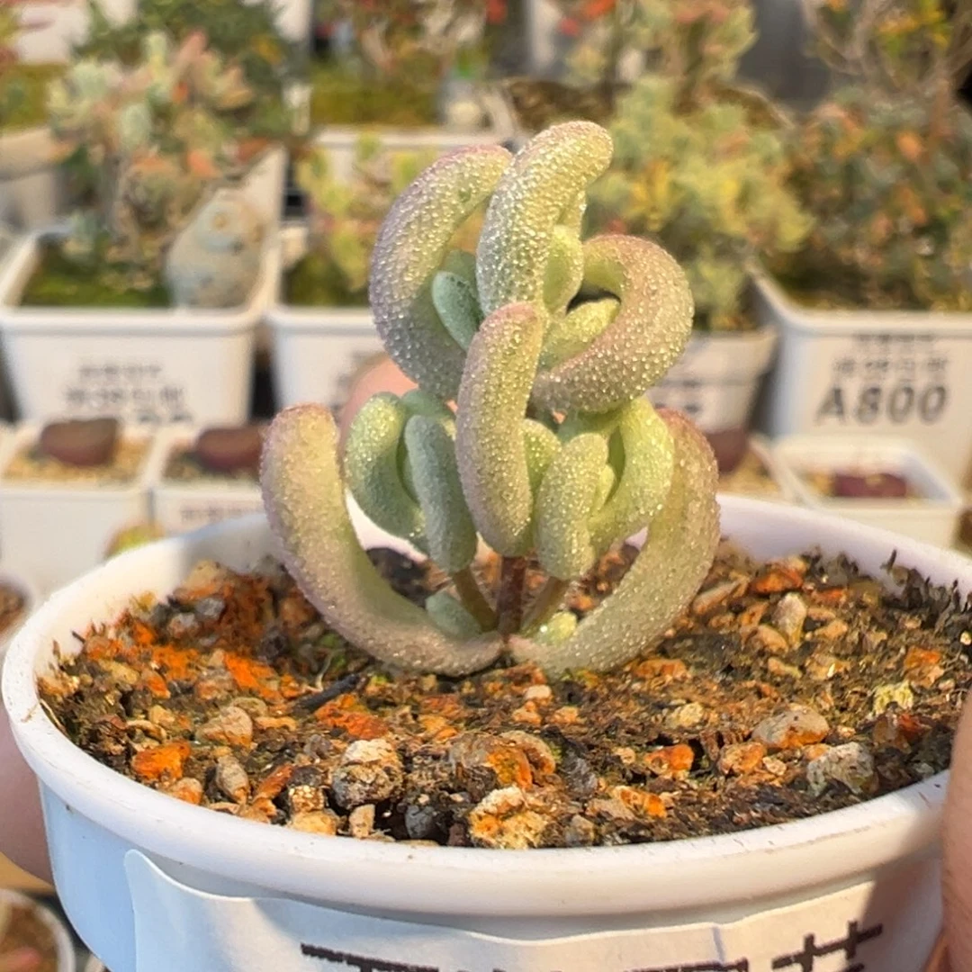 3-685紫闪光拉丝锦五圆盆