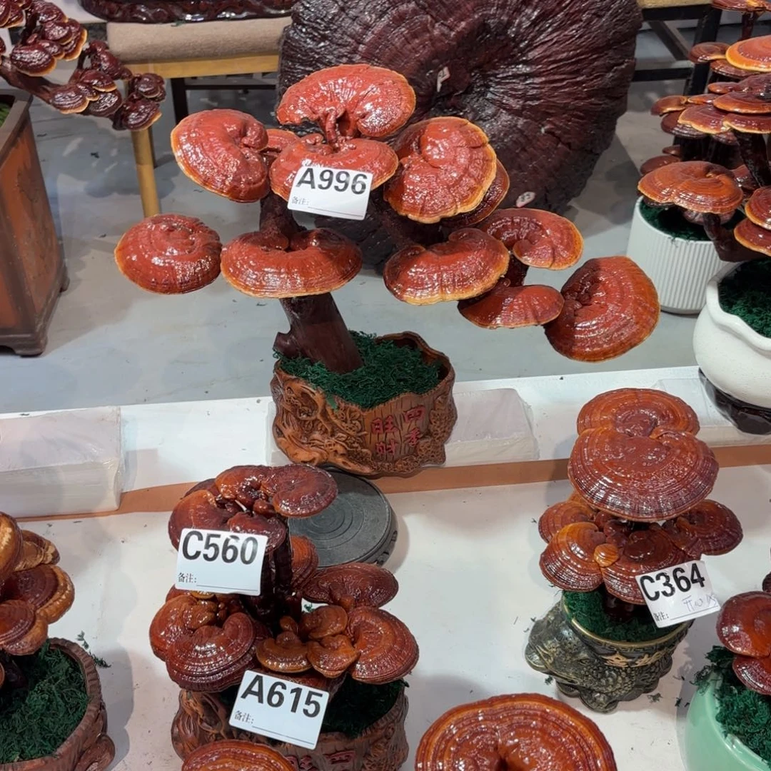 明***…灵芝8888888888888888