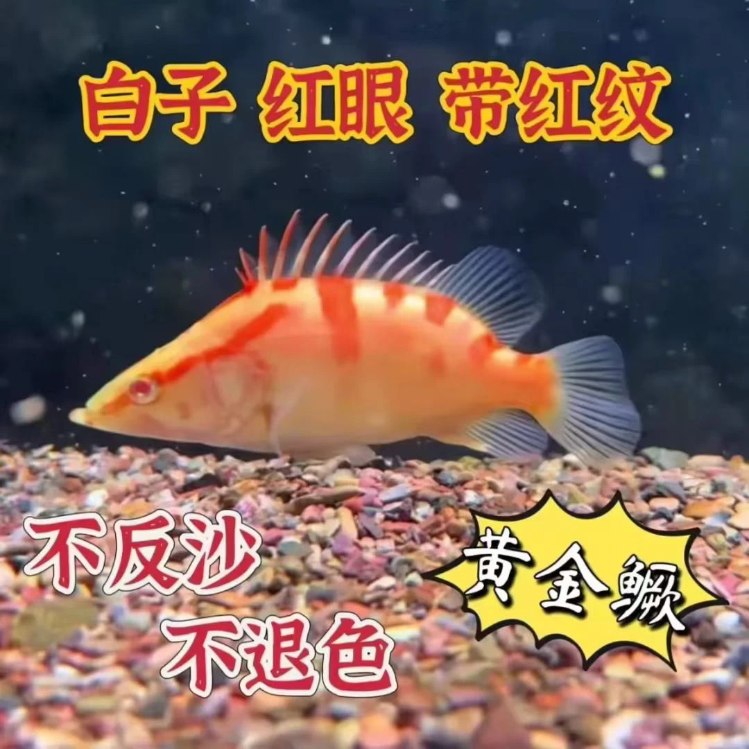 黄金鳜 红眼黄金鳜赤焰白子红眼中国虎鱼赤焰观赏鱼活体黄金鳜