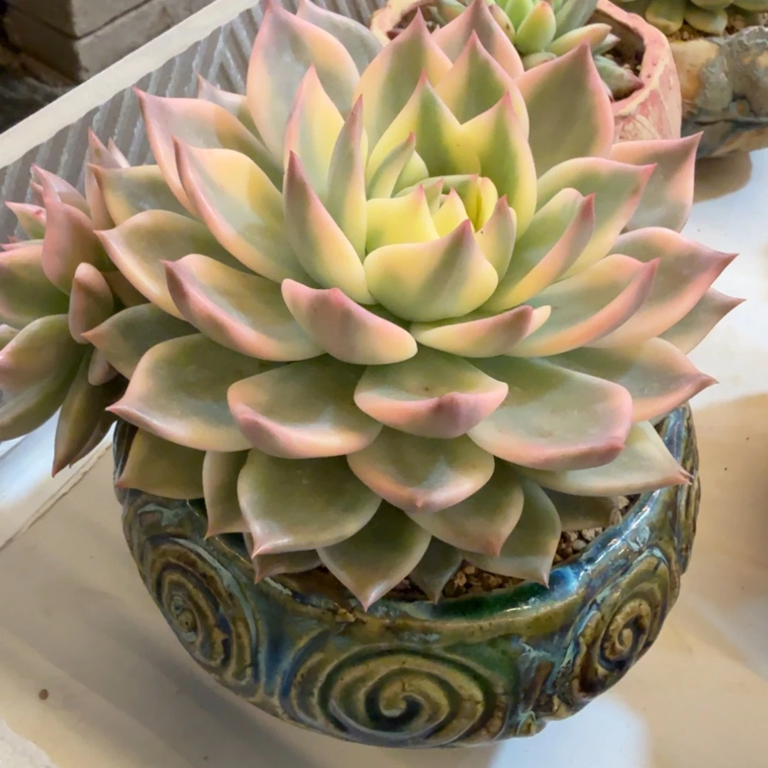 灵魂带飘枝 安吉园艺