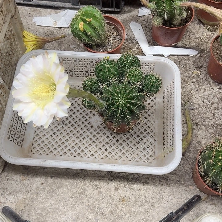 晚***風无花朵彩草哈哈哈哈哈哈哈哈就