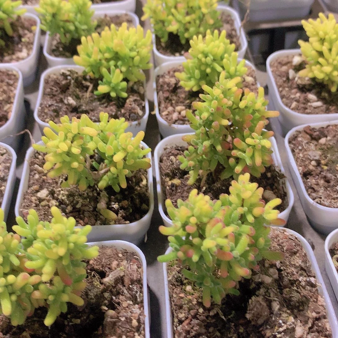 糖球锦234556789999