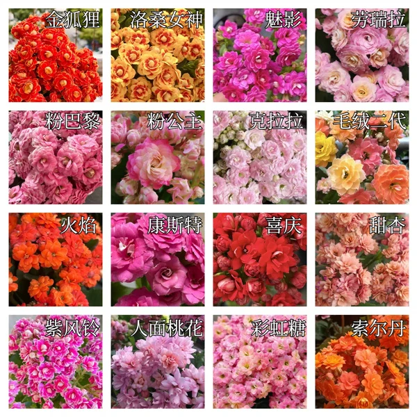 总【11cm盆集合】重瓣大花