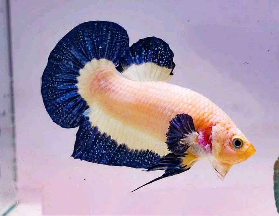 《409-432》精品泰国斗鱼淡水活体热带观赏鱼耐活（直播间选鱼）