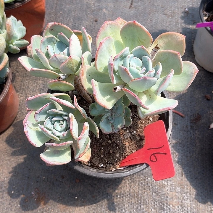 晨语多肉，一物一拍白月光16