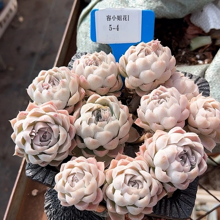 5.4粉月影一个脱土