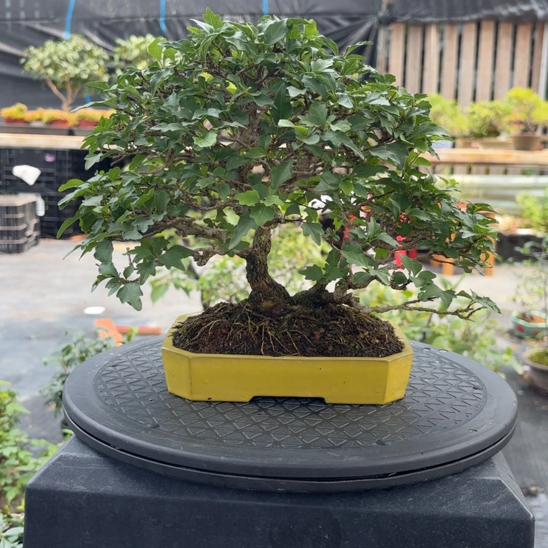 马上就要放假啦哈哈