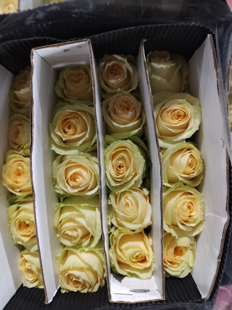 单头玫瑰香槟色 任意两单顺丰冷链包邮