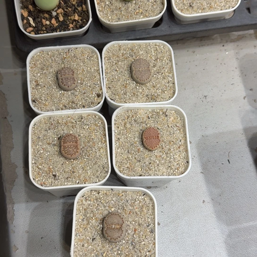 奶***廖0720-087饼干饼干