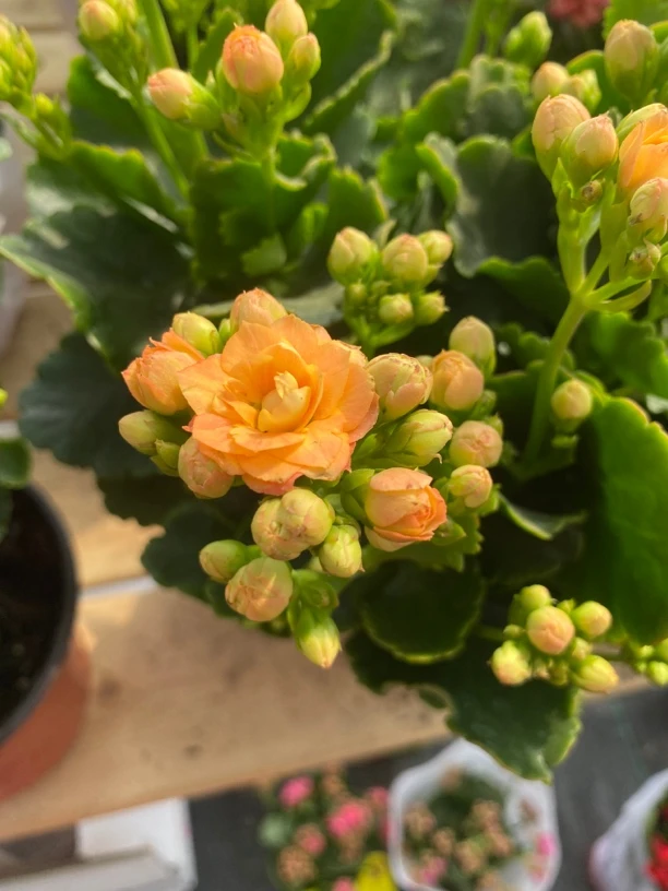 巴泊尔130杯～长寿花重瓣带花苞四季室内盆栽开花好养观花植物