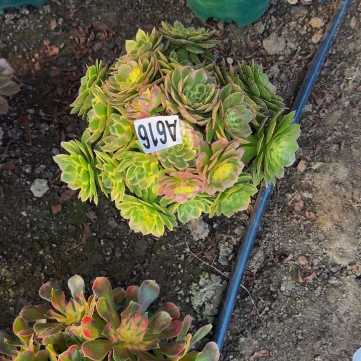 海王花25-27包邮花花