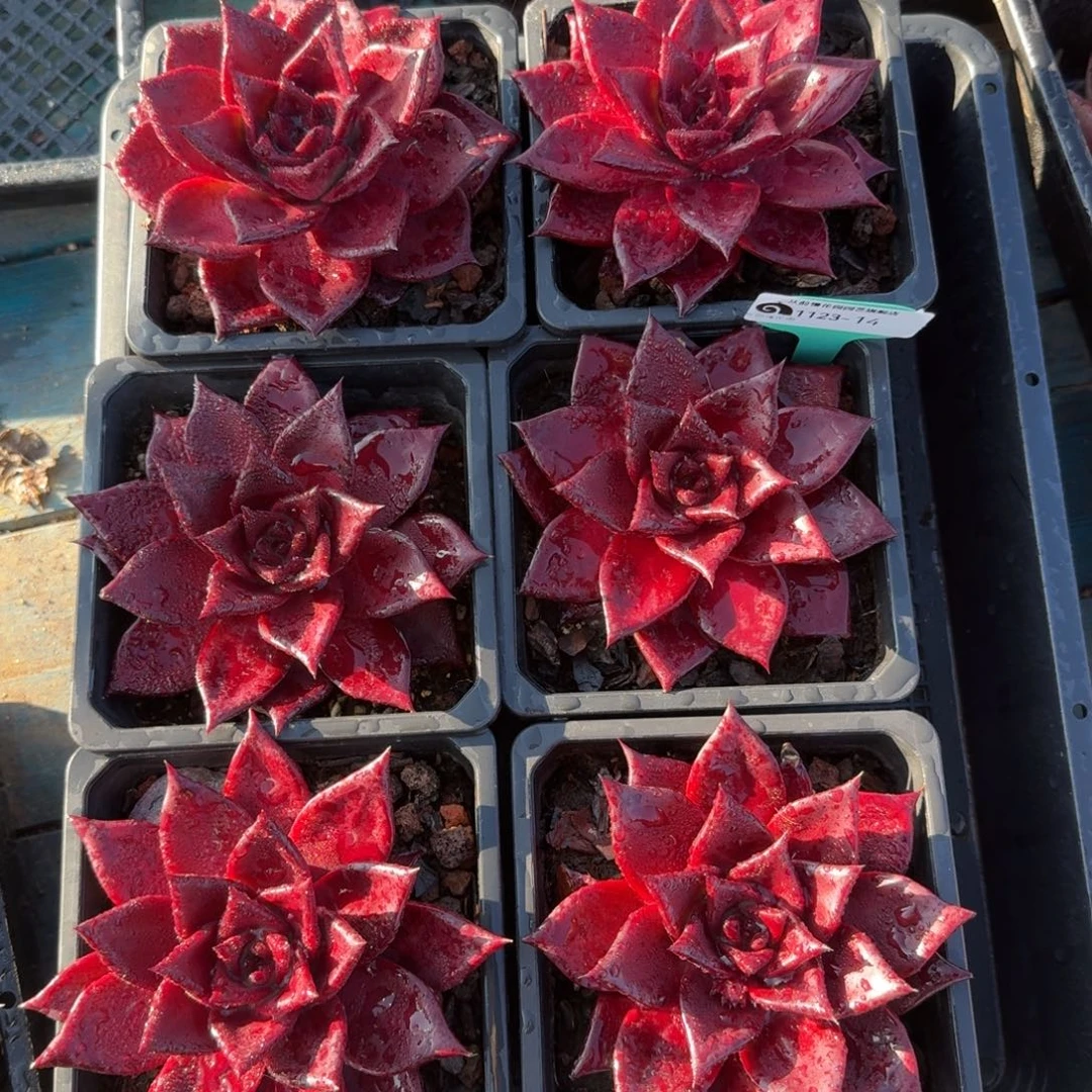 从前慢多肉精选编号1123.14量