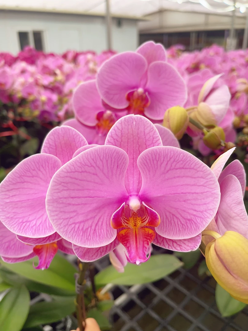 05【石榴水晶】2.8寸中大花型.精品蝴蝶兰.室内植物（开花多）