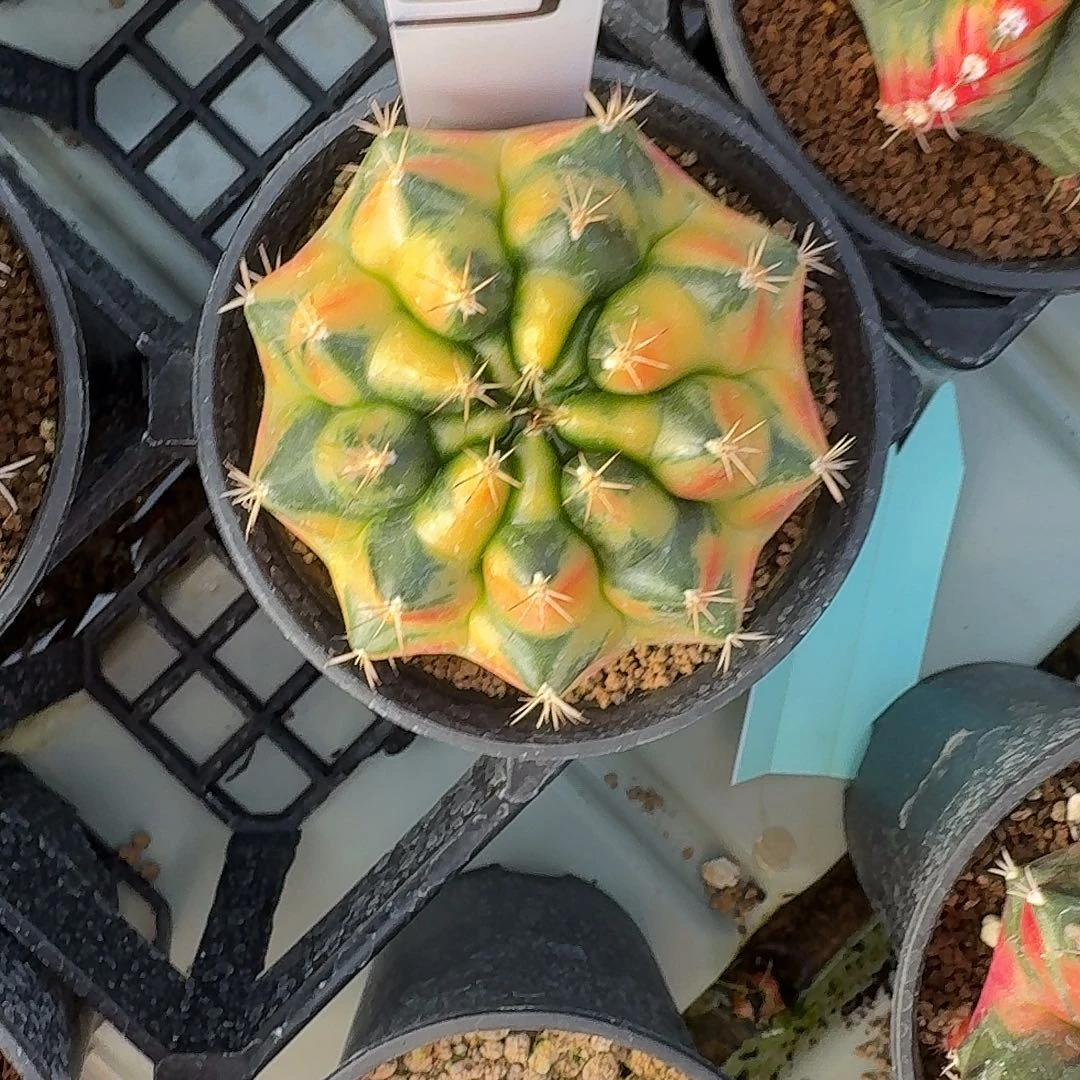 L217-1126广东发货 黄石